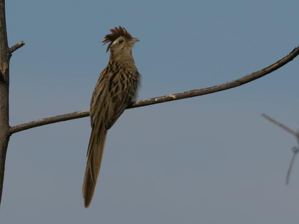 Gestreepte koekoek (Tapera naevia)